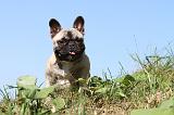 BOULEDOGUE FRANCAIS 509